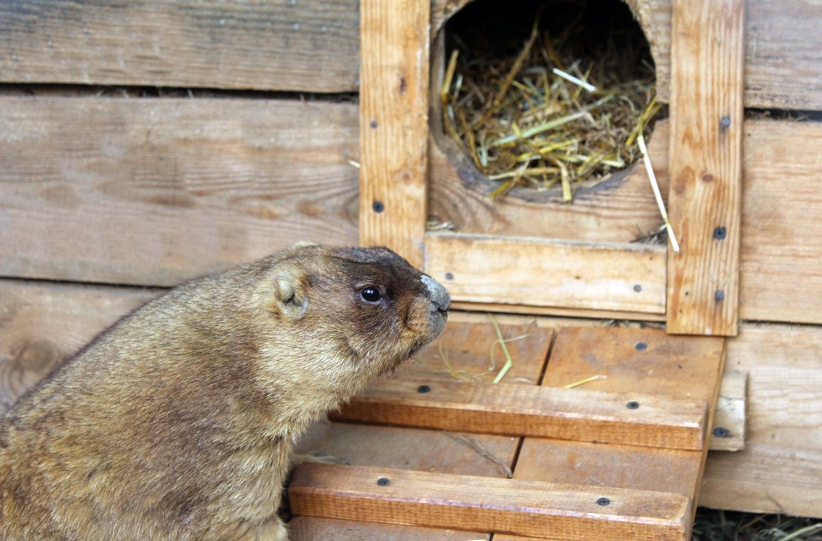 В День сурка сурки в ПФО не спешат просыпаться
