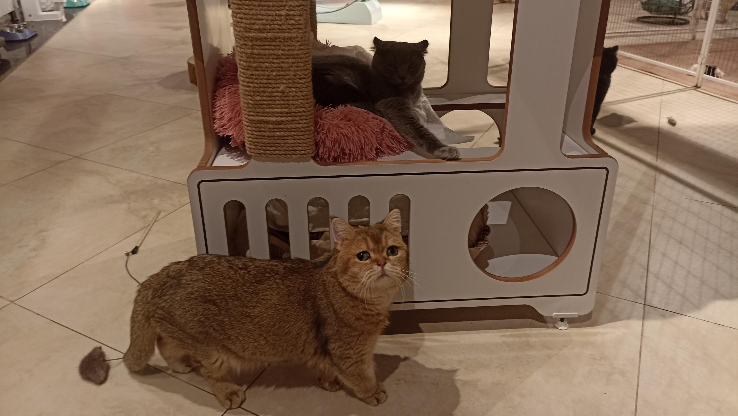 Россельхознадзор оштрафовал владельца выставки кошек в Йошкар-Оле