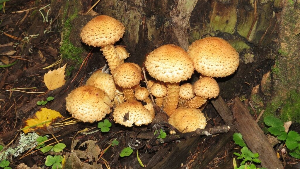 В Йошкар-Оле в среду начнёт работать «грибная» выставка