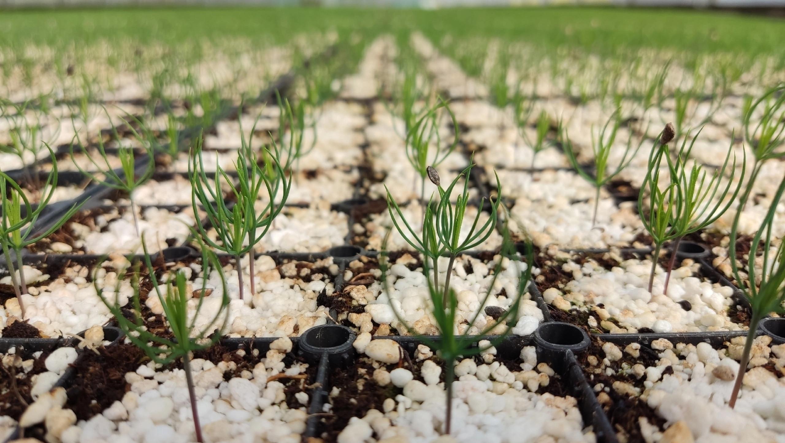 В Ботаническом саду Йошкар-Олы выращивают будущий лес