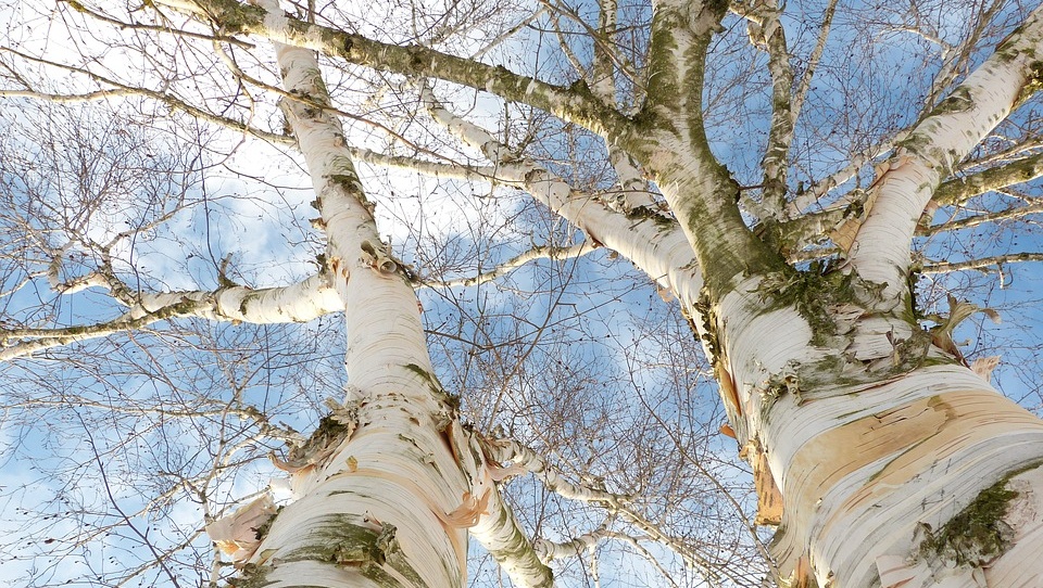 Жители Йошкар-Олы борются за судьбу берёз на улице Эшкинина