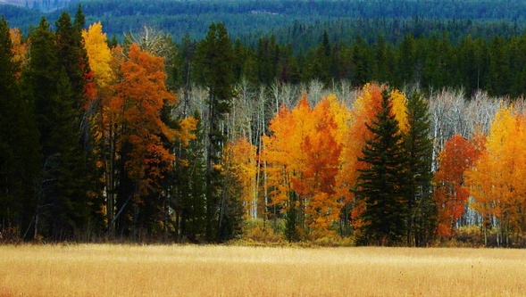 На территории заповедника «Большая Кокшага» нашли священную рощу марийцев