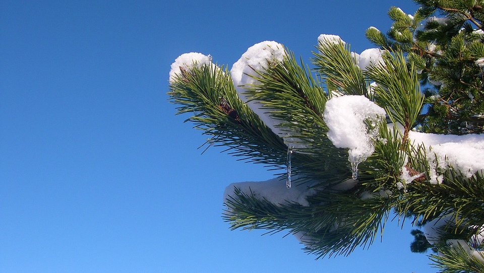В Марий Эл январь аномально тёплый