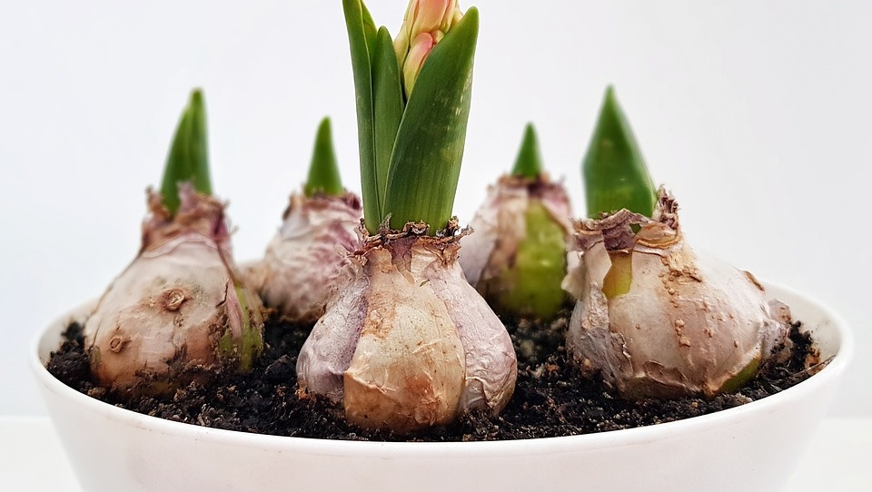 Жителям Марий Эл предлагают отметить День Земли, не выходя из дома