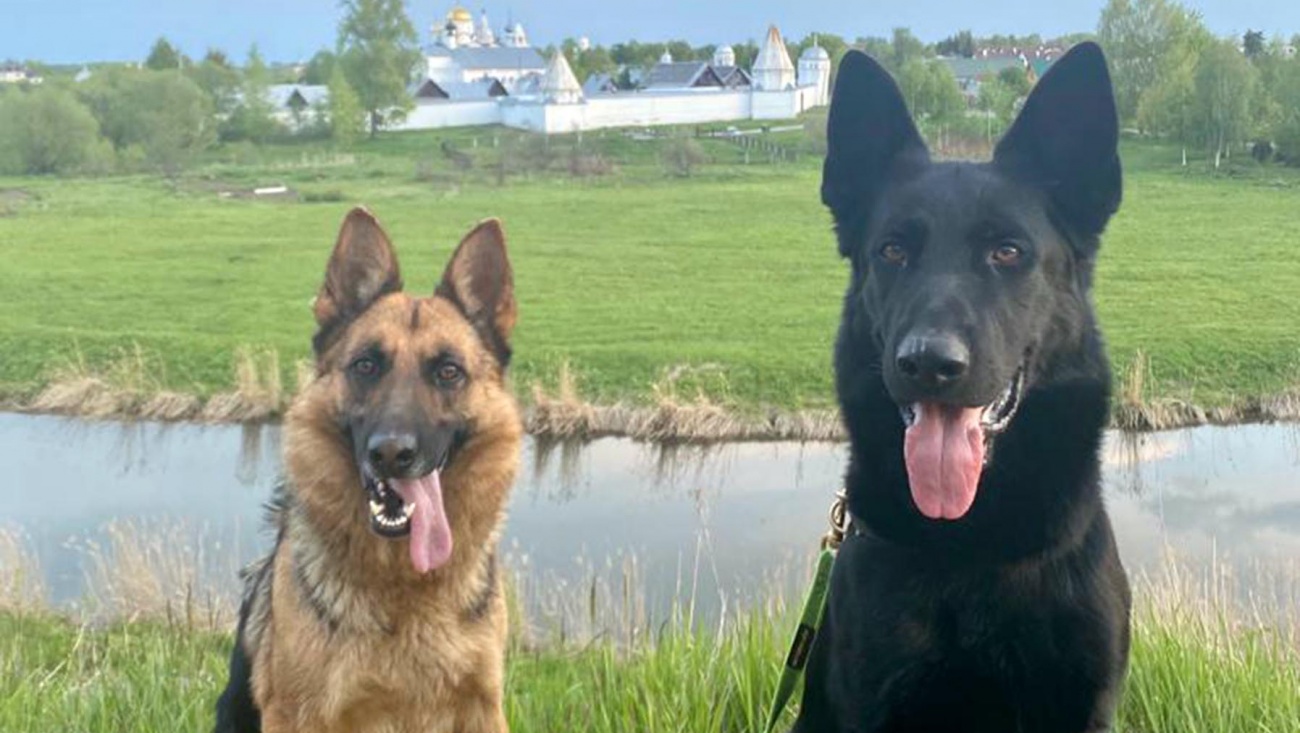 Кинологи Марий Эл привезли серебро с чемпионата ФСИН России