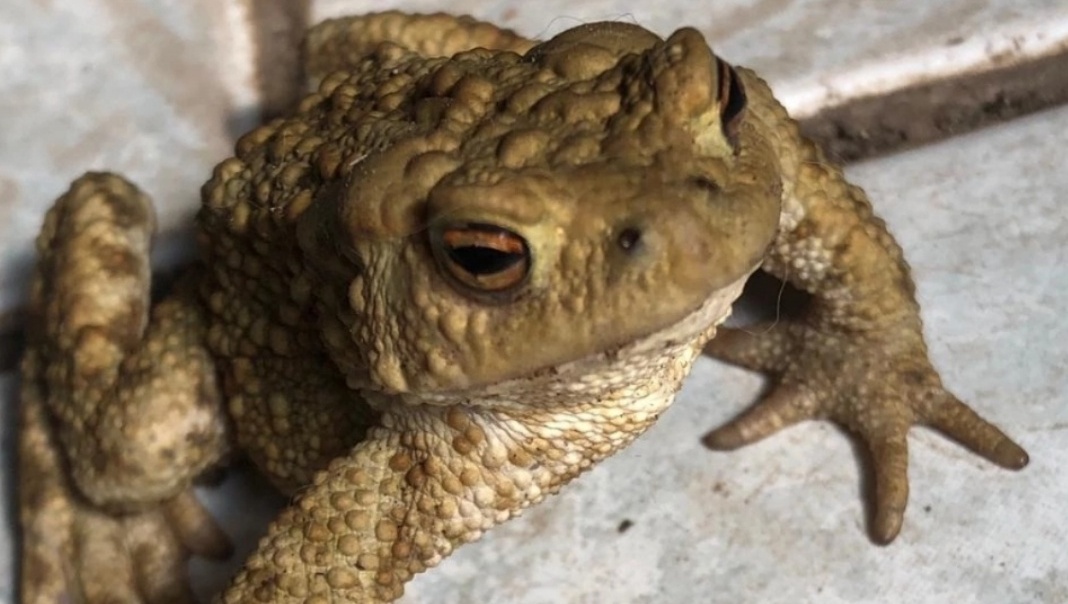 В Ботаническом саду Йошкар-Олы активизировались лягушки и жабы