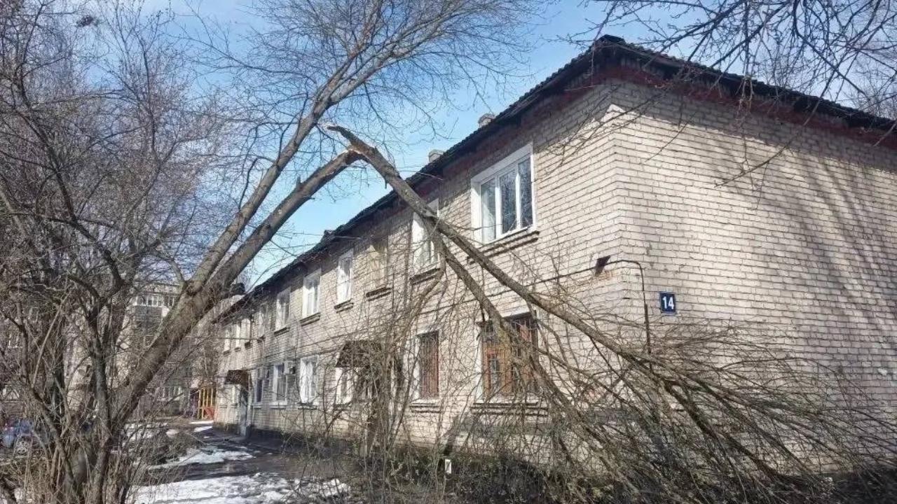 В Йошкар-Оле и в Оршанском районе выявили опасный сухостой