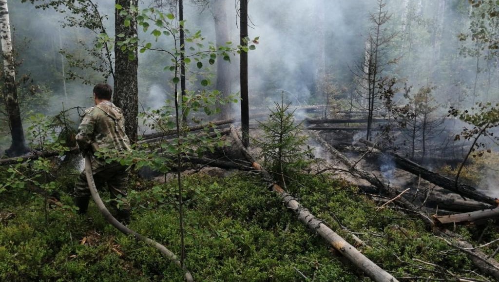 В лесах Марий Эл с начала сезона произошло 67 пожаров