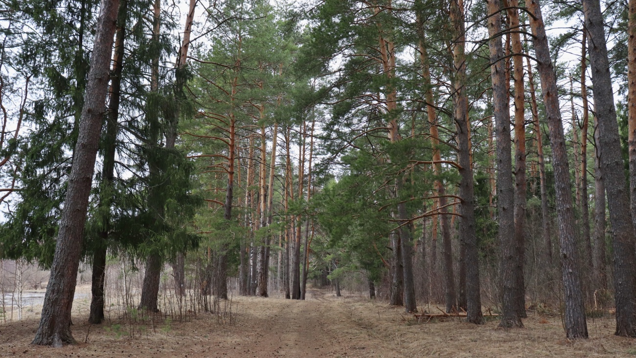 Йошкаролинцев приглашают на субботник в Сосновую рощу