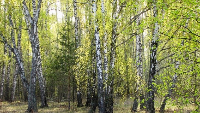 Количество покусанных клещами жителей Марий Эл растет