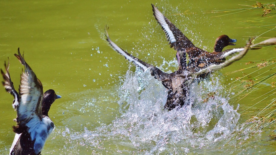 Весенняя охота в Марий Эл начнётся на неделю раньше