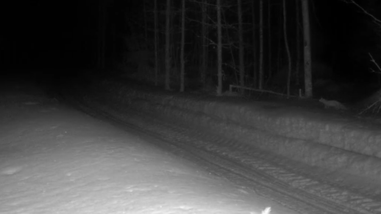 Лесные фотоловушки засекли акробата и мастера маскировки