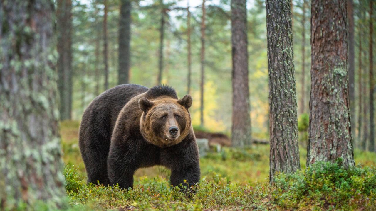 Во время фотосессии возле леса к девушкам вышел медведь