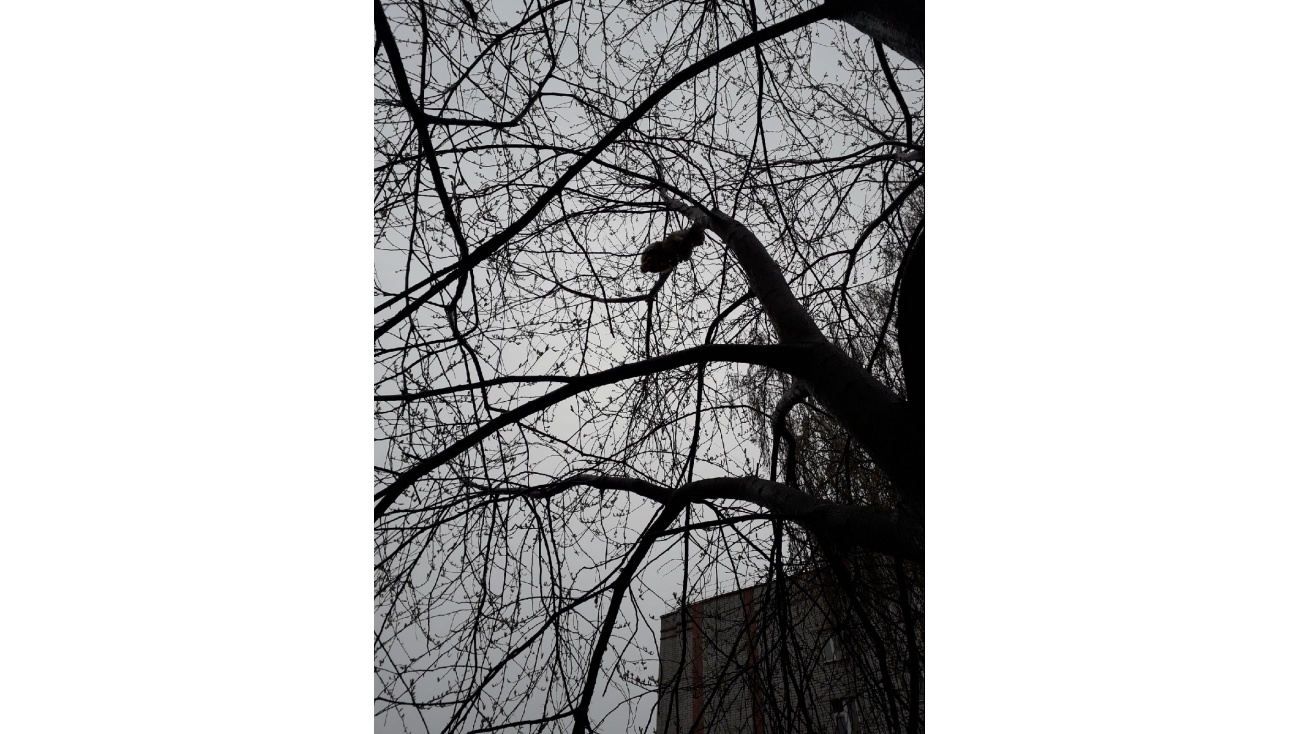 Жители Йошкар-Олы пытаются спасти кота через соцсети