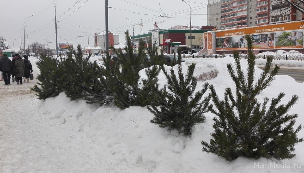 В декабре в Йошкар-Оле откроется единственный ёлочный базар
