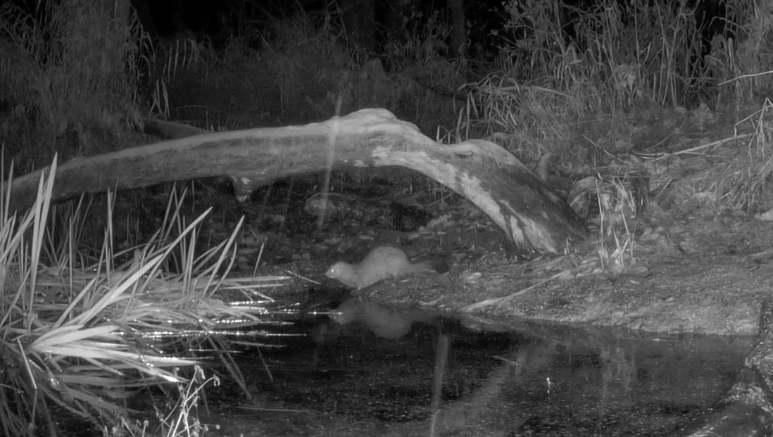 В заповеднике «Большая Кокшага» в Марий Эл подсмотрели за куницей