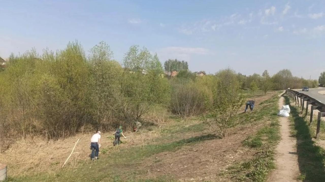 Территории плотин в Семёновке и Знаменском расчистили от борщевика