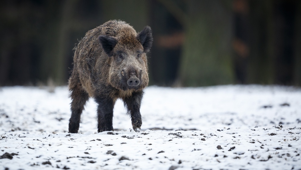 В Советском районе браконьеры подстрелили двух кабанов