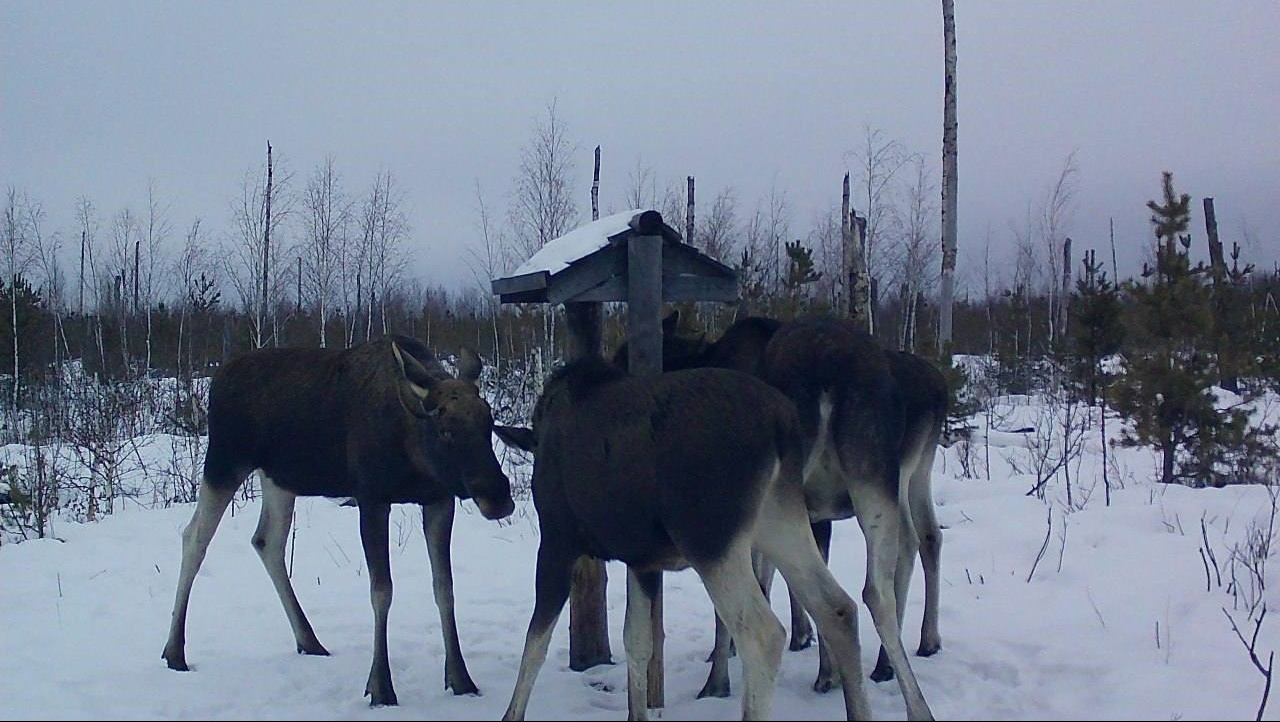 В Марий Эл зимний маршрутный учёт проводится в сложных погодных условиях