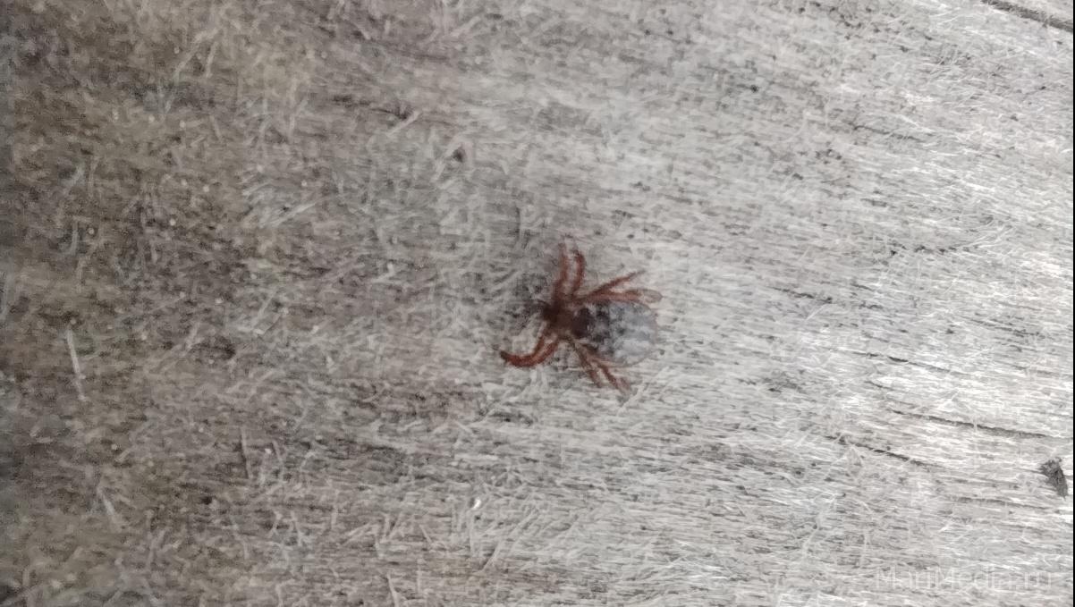 В Марий Эл подтверждён шестой случай заболевания клещевым боррелиозом