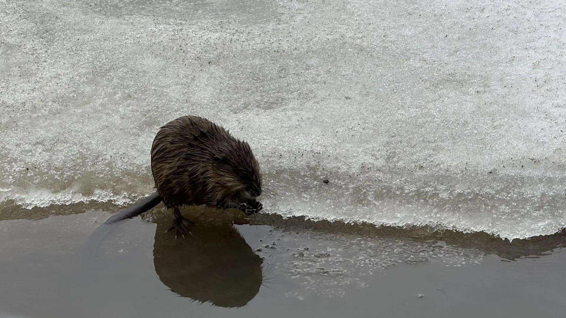 Большой воде на Малой Кокшаге в Йошкар-Оле радуется ондатра