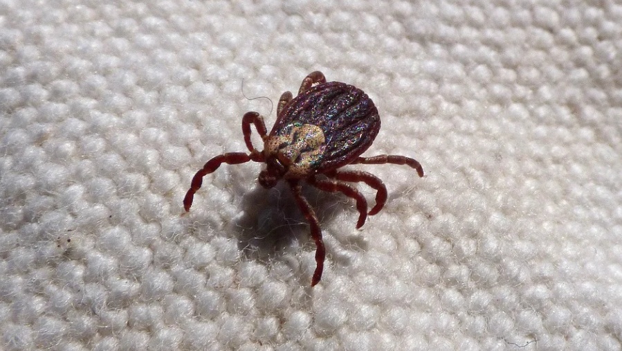 За неделю клещи покусали 17 жителей республики