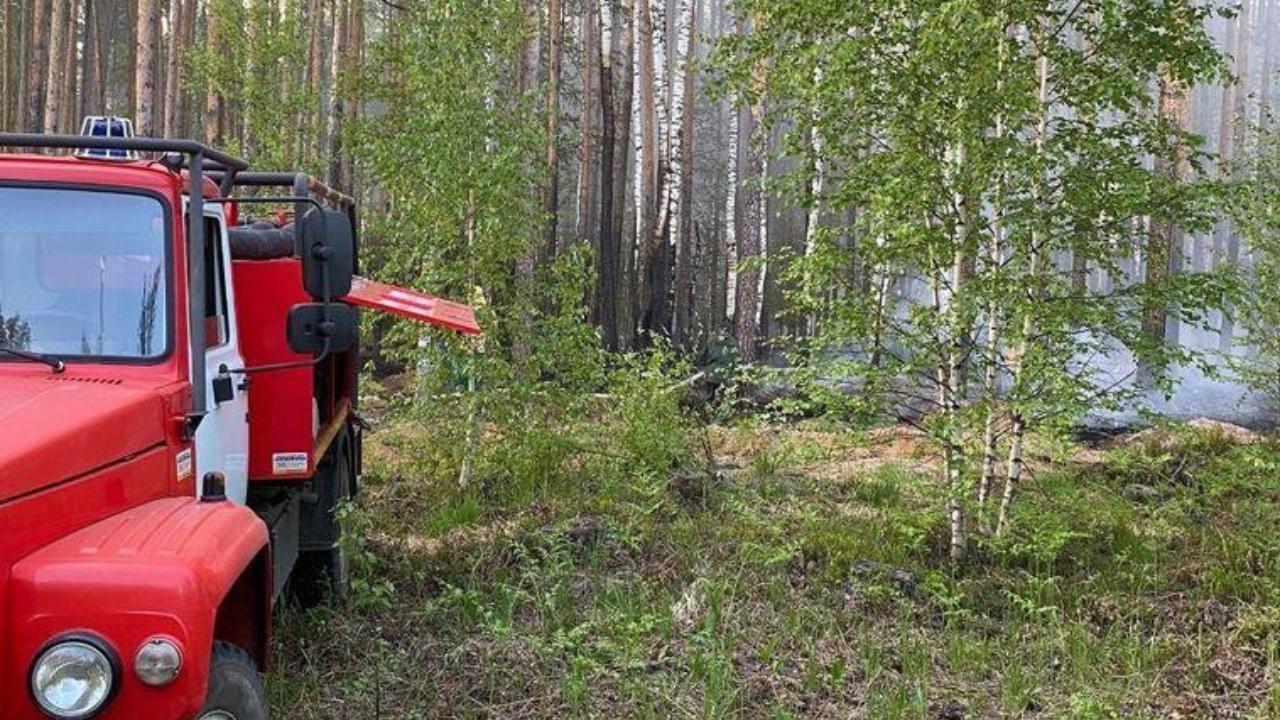 В Марий Эл горел лес