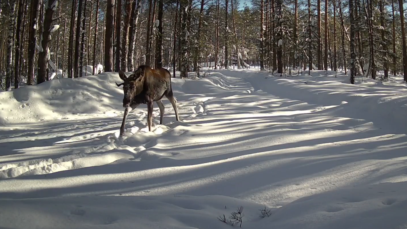 Лоси в Марий Эл начали отращивать новые рога
