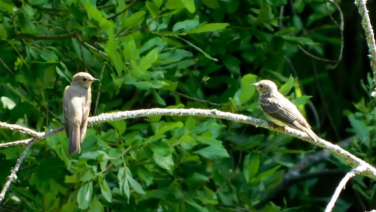 В Ботаническом саду в Йошкар-Оле поселилась семья мухоловок