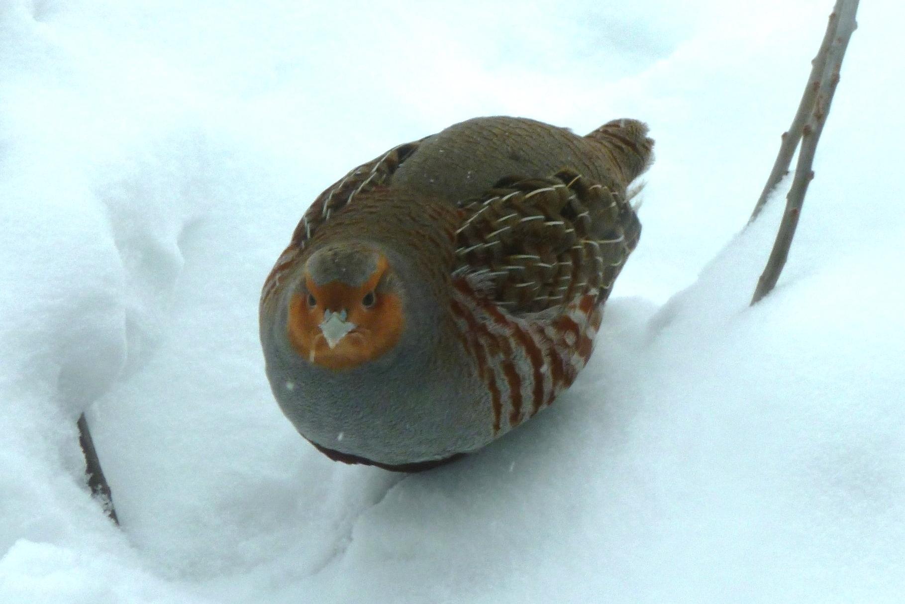 В Марий Эл заблудился кеклик