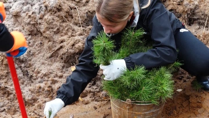 40 добровольцев посадили в лесничестве Марий Эл 12200 штук сеянцев