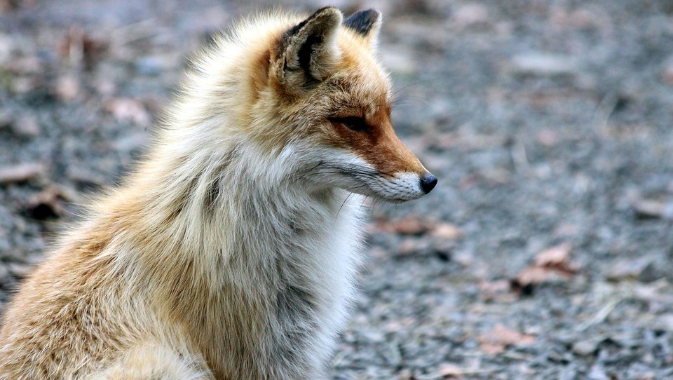В Йошкар-Оле объявлен карантин по бешенству