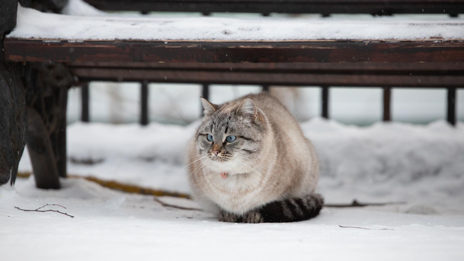 В Горномарийском районе Марий Эл обнаружили бешеную кошку