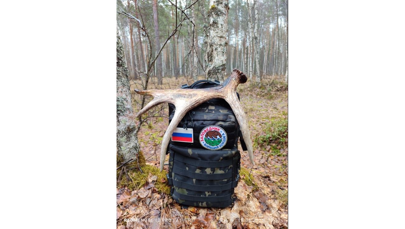 По заповеднику «Большая Кокшага» гуляют волки, медведи и лоси