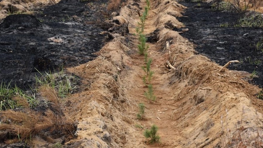 Посадка «Сада памяти» в Марий Эл начнётся 21 апреля