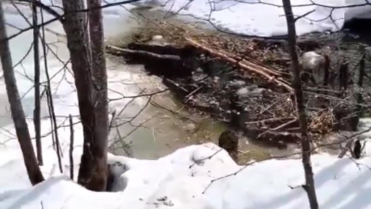 В лесах Марий Эл с приходом весны за стройку взялись бобры