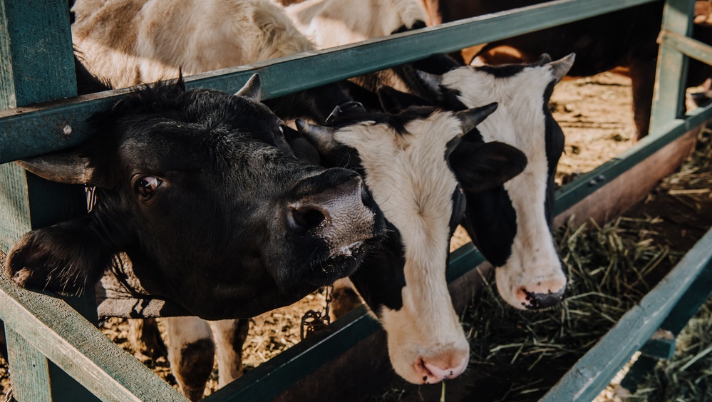 В Моркинском районе установлен карантин по лейкозу КРС
