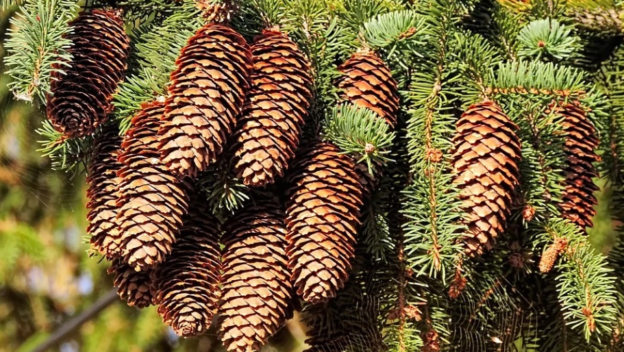 В Марий Эл из заготовленных семян можно вырастить более 20 млн сеянцев хвойных пород