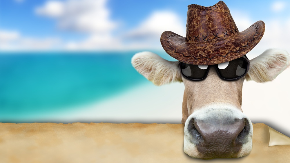 Житель Медведевского района лишился денег при покупке несуществующей коровы