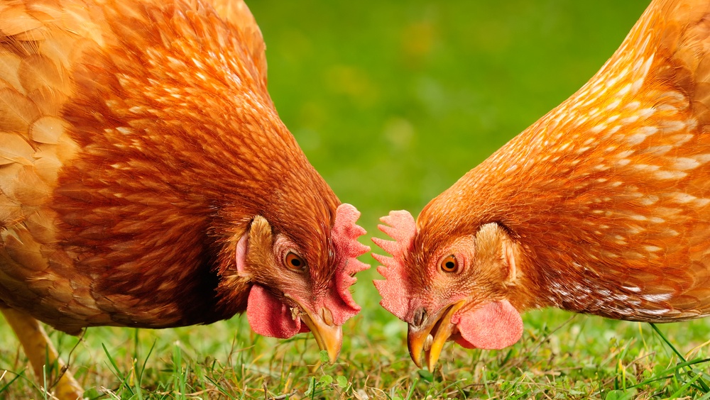 Каких животных можно разводить на даче