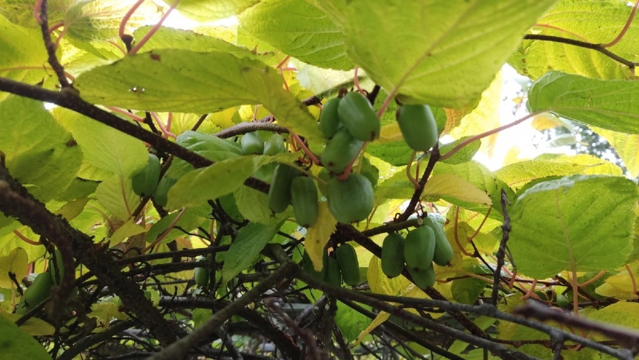 В Ботаническом саду собрали богатый урожай актинидии