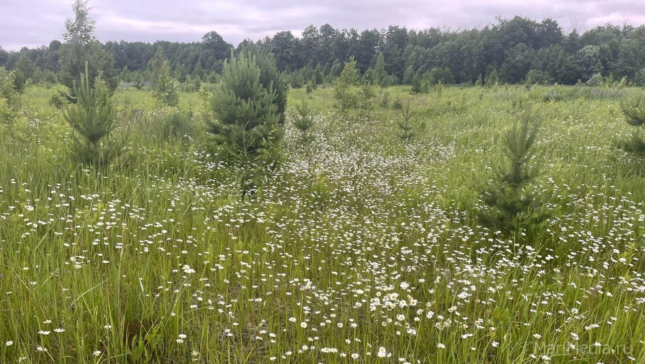 В Марий Эл в ближайшие дни воздух прогреется до +23 градусов