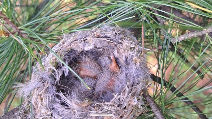 В Ботсаду Йошкар-Олы в большом количестве вылупились птенцы дроздов
