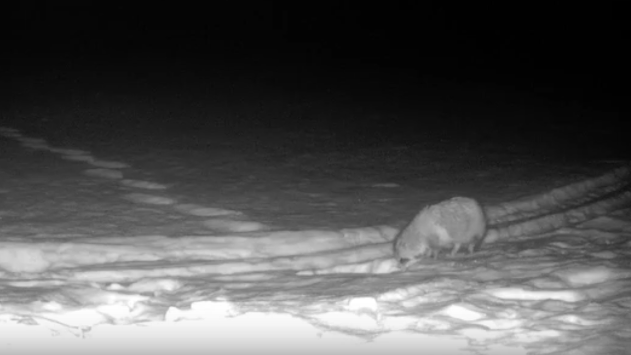 В марийскую тайгу завезли зверя с Дальнего Востока