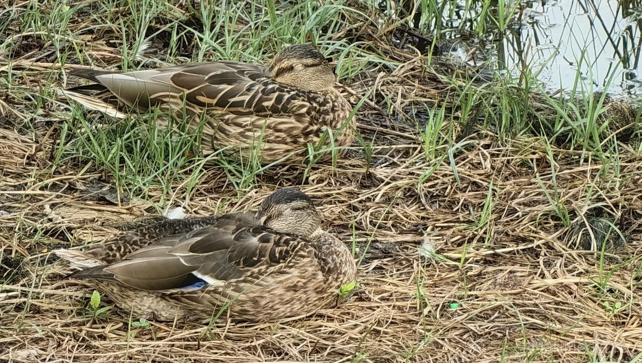 В Марий Эл завершается весенний сезон охоты