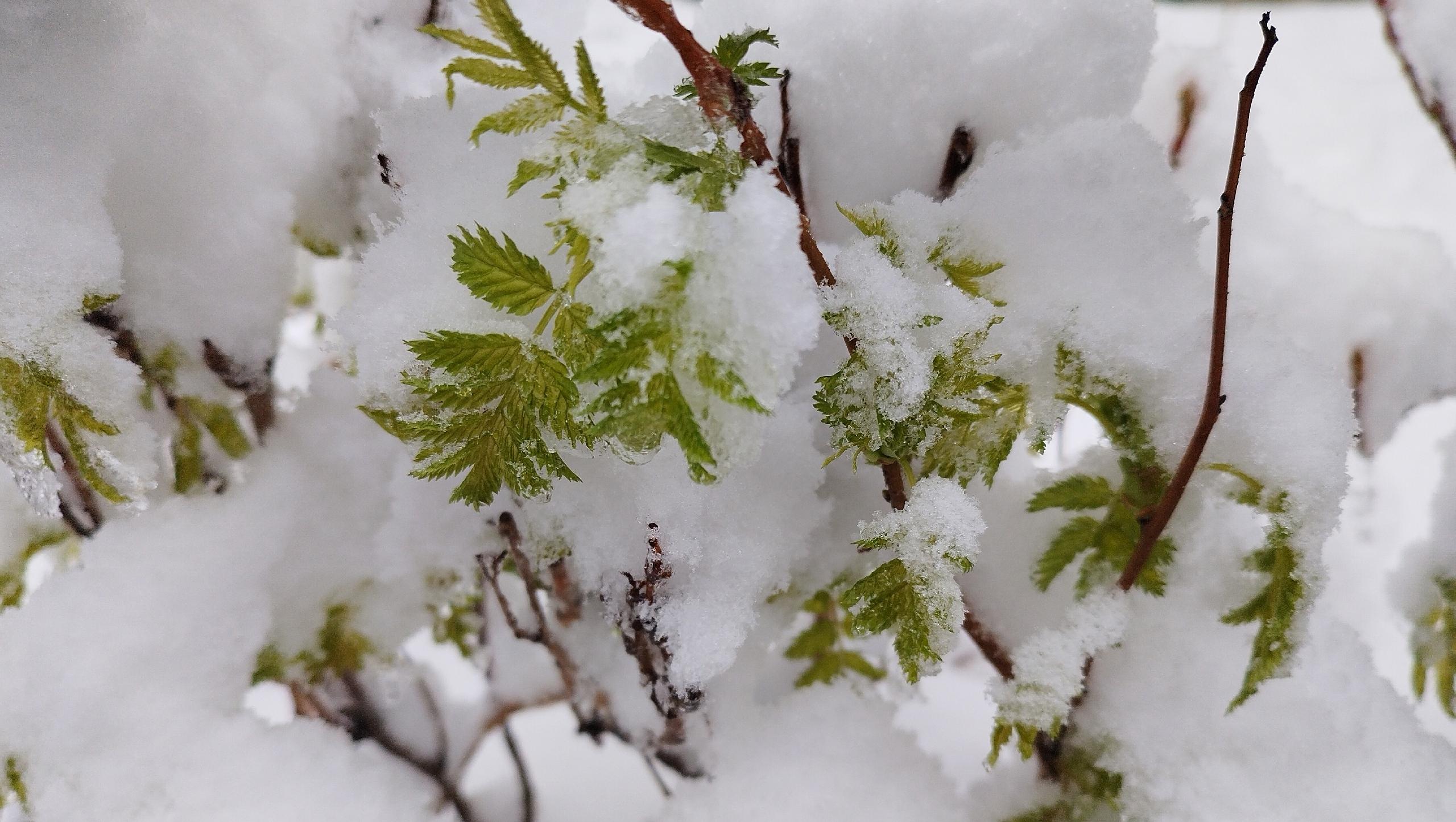 В выходные в Марий Эл обещают мокрый снег и заморозки