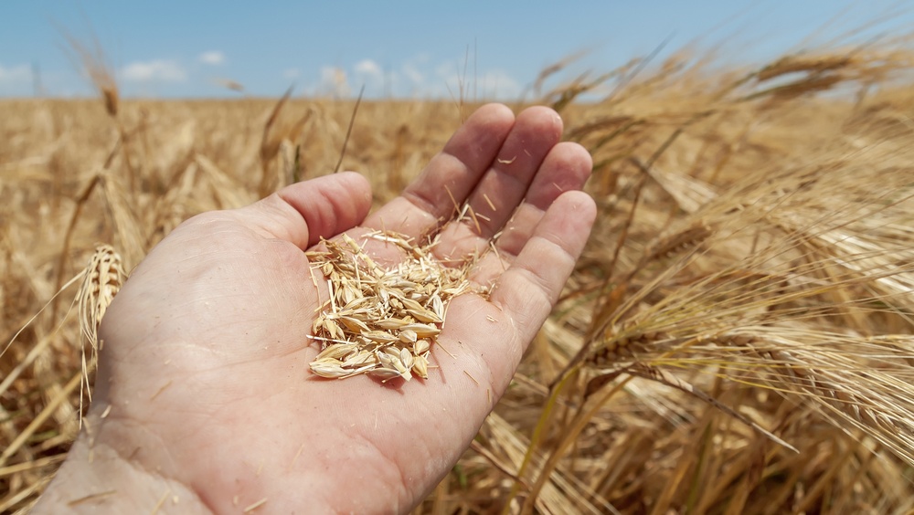 Сергей Казанков: почему рекордный урожай превратился для аграриев в проблему