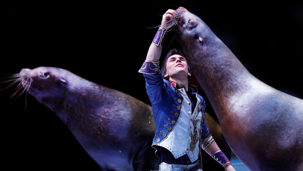 На манеже – сивучи: в Йошкар-Оле пройдёт Шоу Владимира Дерябкина «Династия»