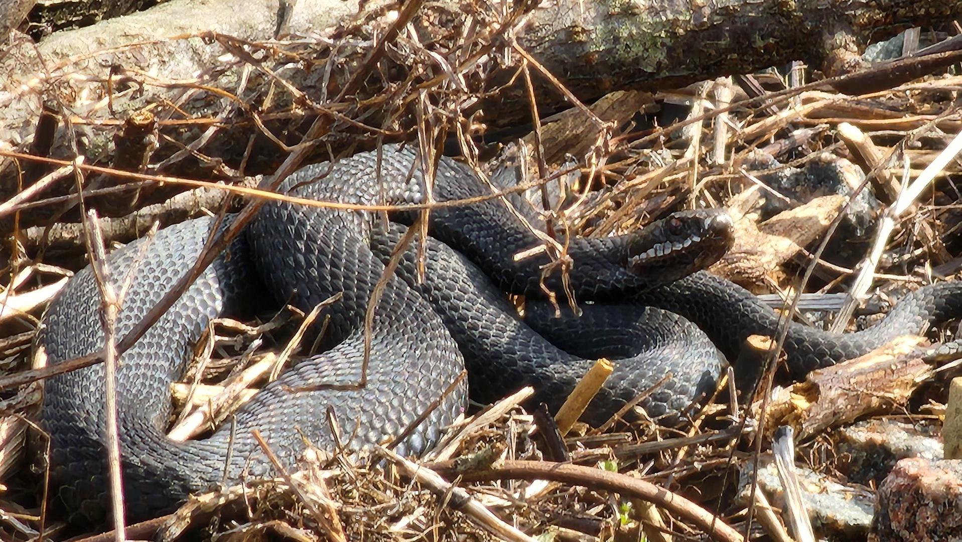 В Йошкар-Оле на железнодорожную насыпь выползло более сотни гадюк