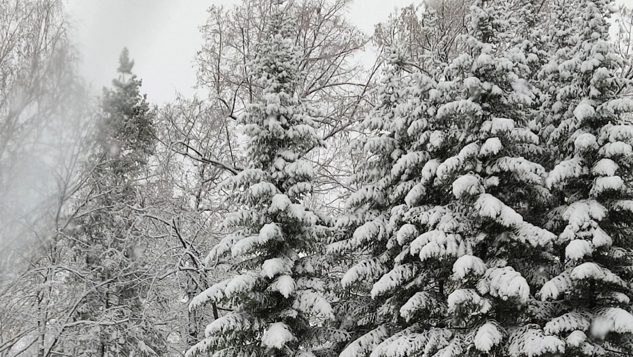 Экологи рассказали, чем для Марий Эл грозит поздняя и короткая зима